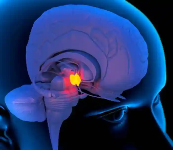 Computer artwork of a person&amp;#x27;s head showing the left side of the brain with the hypothalamus highlighted.