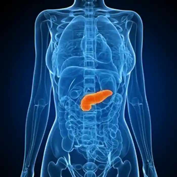 Computer artwork showing the location of the pancreas in the body.