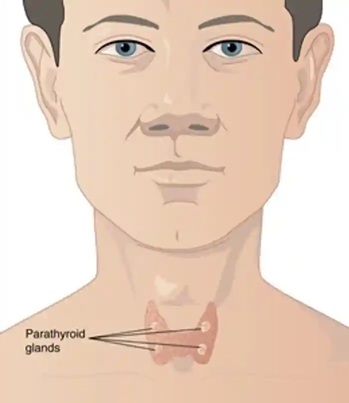 The parathyroid glands are located in the neck, just behind the butterfly-shaped thyroid gland.