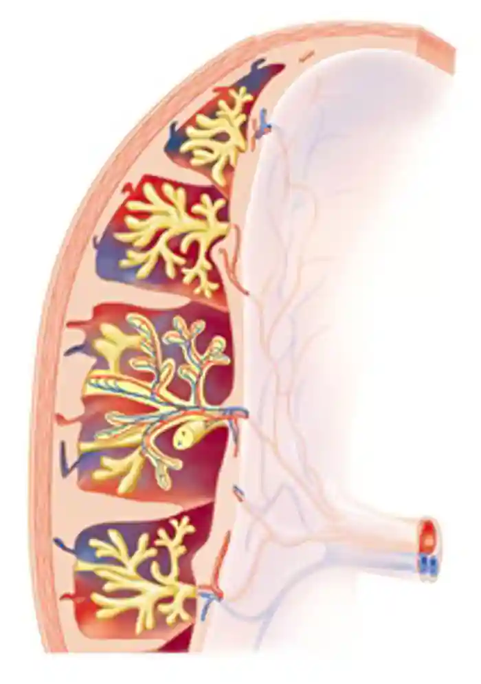 Blood vessels in the placenta bring oxygen and nutrients to the fetus and remove waste products. The umbilical vein (red) brings oxygenated blood to the fetus from the placenta while the paired umbilical arteries (red) take deoxygenated fetal blood back towards the placenta.