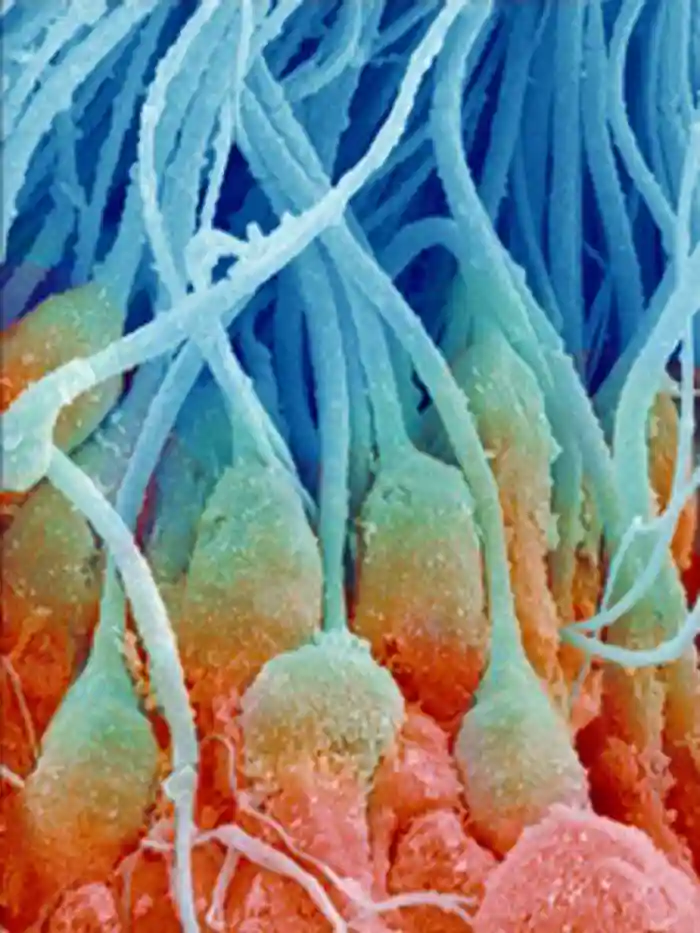 Coloured scanning electron micrograph of sperm cells that are developing inside a seminiferous tubule. The developing heads of the sperm cells are embedded in a layer of Sertoli cells (red) that nourish the developing sperm. Magnification: x3750