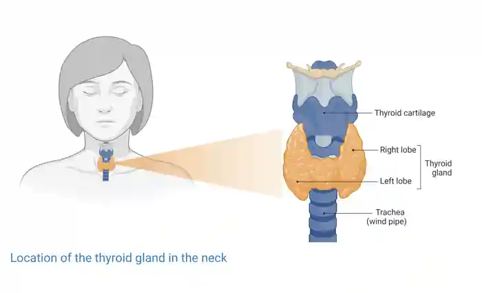 Diagram showing the location of the thyroid gland in the neck. It has two lobes and sits in front of the windpipe (trachea). The voice box (larynx) sits just above the thyroid. Image created using Biorender.