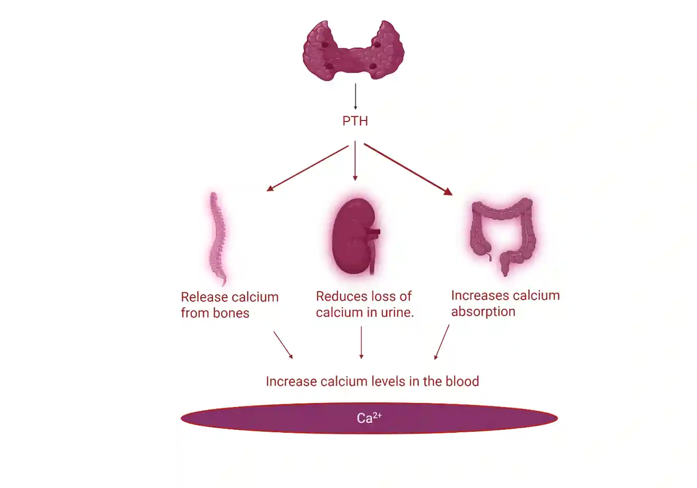 Parathyroid Glands