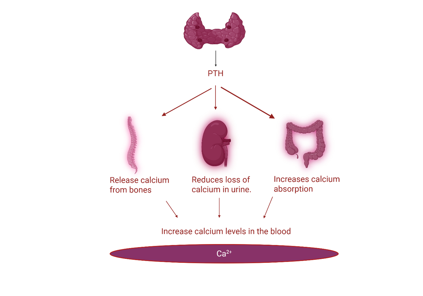 Parathyroid Glands
