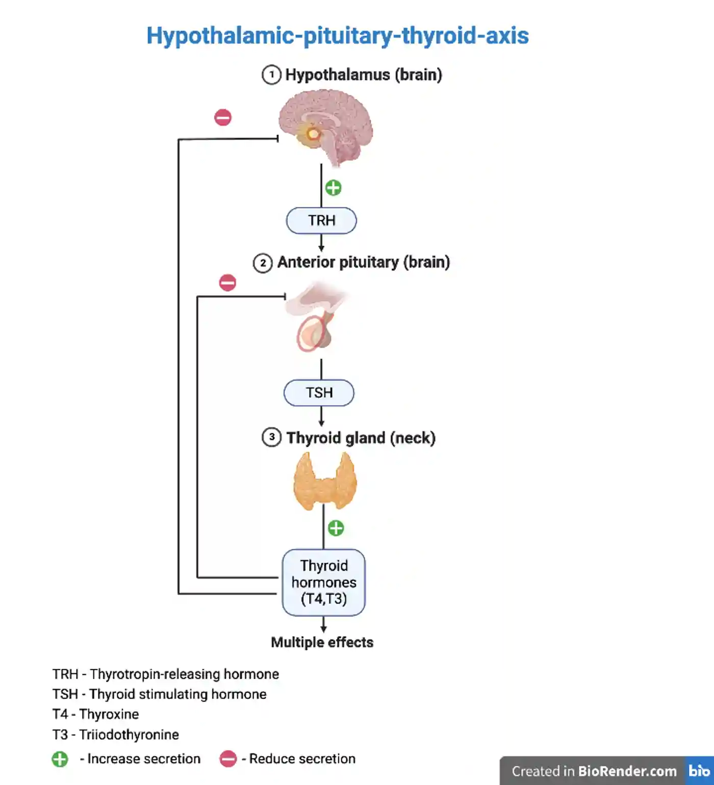 Diagram showing the hypothalamic-pituitary-thyroid axis (HPT). The highlighted areas show the hypothalamus and the anterior pituitary. Image created using Biorender