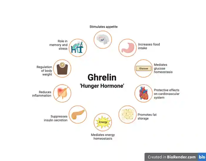 Ghrelin