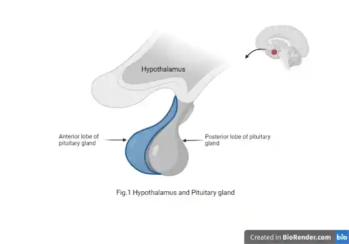 Yyh Prolactin